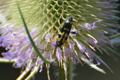 Rutpela maculata