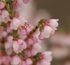 Erica quadrangularis
