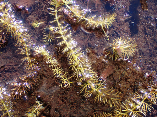 Utricularia intermedia iNat (2)