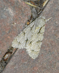 Acronicta psi