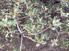 Quercus wislizeni
