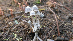 Coprinopsis