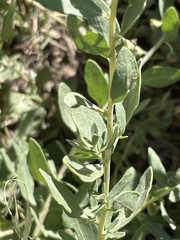 Atriplex confertifolia
