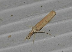 Agriphila attenuatus