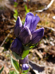 Gentiana sceptrum
