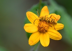 Ochraethes pollinosus