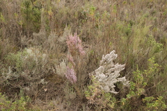 Erica quadrangularis