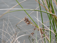 Juncus roemerianus