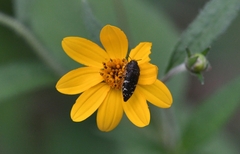Acmaeodera