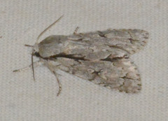 Acronicta psi