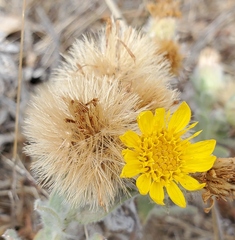 Heterotheca sessiliflora