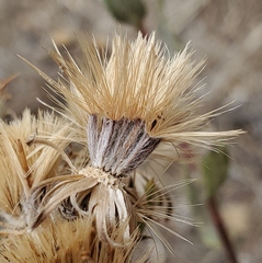 Heterotheca sessiliflora