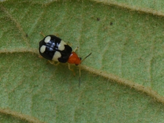 Gynandrobrotica lepida