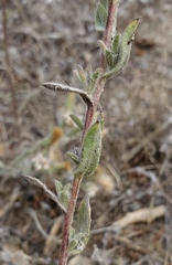 Heterotheca sessiliflora
