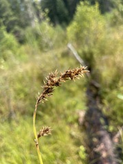 Carex cusickii