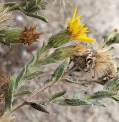 Heterotheca sessiliflora