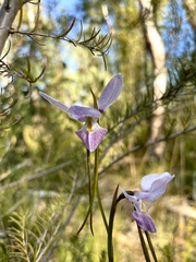 Diuris punctata