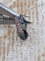 Lycorma delicatula