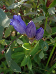 Gentiana sceptrum