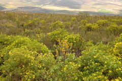 Stirtonanthus taylorianus