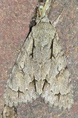Acronicta psi