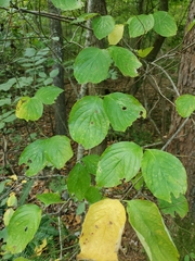 Cornus rugosa