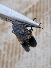 Lycorma delicatula
