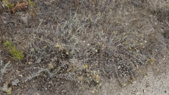 Heterotheca sessiliflora