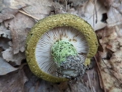 Lactarius atroviridis