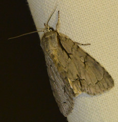Acronicta psi