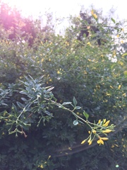 Chrysojasminum floridum