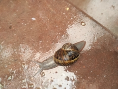 Cornu aspersum
