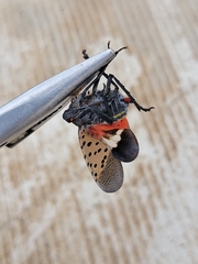 Lycorma delicatula