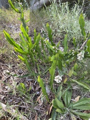 Baccharis trimera