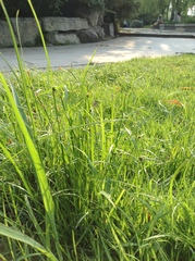 Cyperus brevifolius