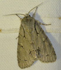 Acronicta psi