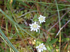 Gentiana douglasiana
