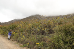 Stirtonanthus taylorianus