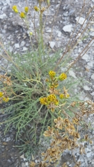 Hymenopappus filifolius