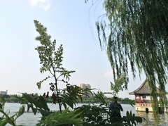 Sorbaria
