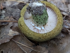 Lactarius atroviridis