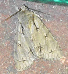 Acronicta psi