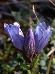 Gentiana sceptrum