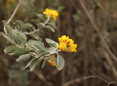 Stirtonanthus taylorianus