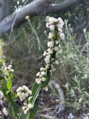 Baccharis trimera