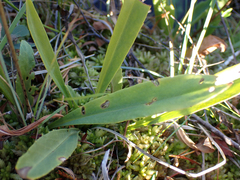 Primula jeffreyi