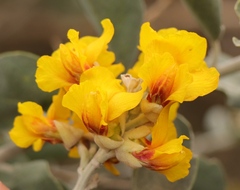 Stirtonanthus taylorianus