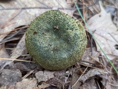 Lactarius atroviridis