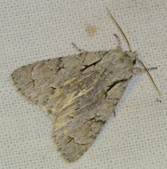 Acronicta psi