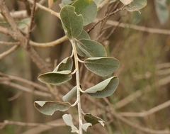 Stirtonanthus taylorianus